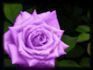 Purple_rose